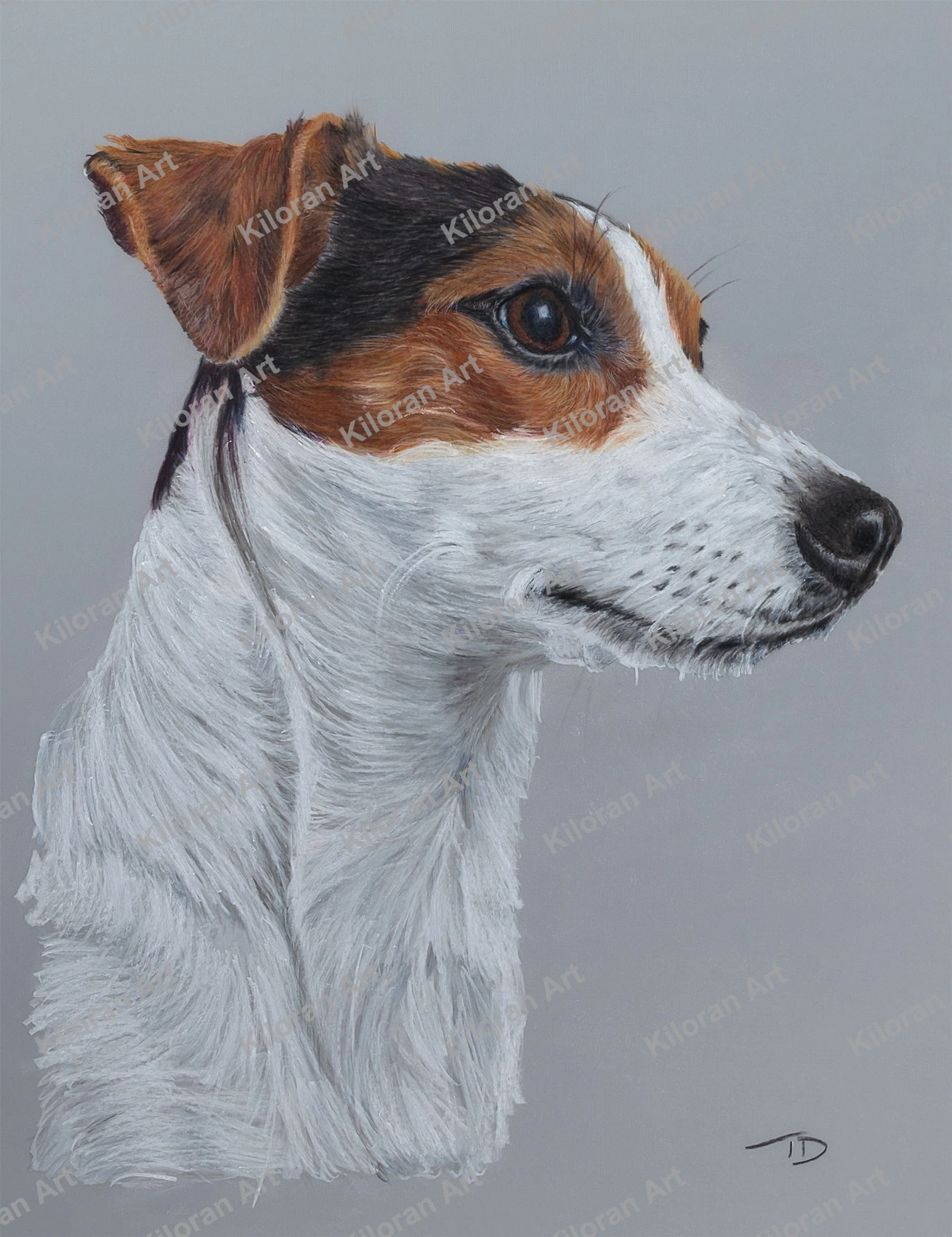 001_drawing_jack_russell_watermark