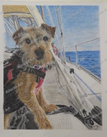 004_drawing_Welsh_Terrier_watermark