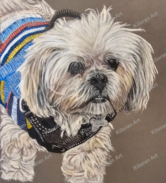 005_drawing_Shih_Tzu_watermark