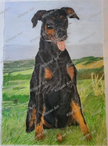 010_drawing_Doberman_Pinscher_watermark