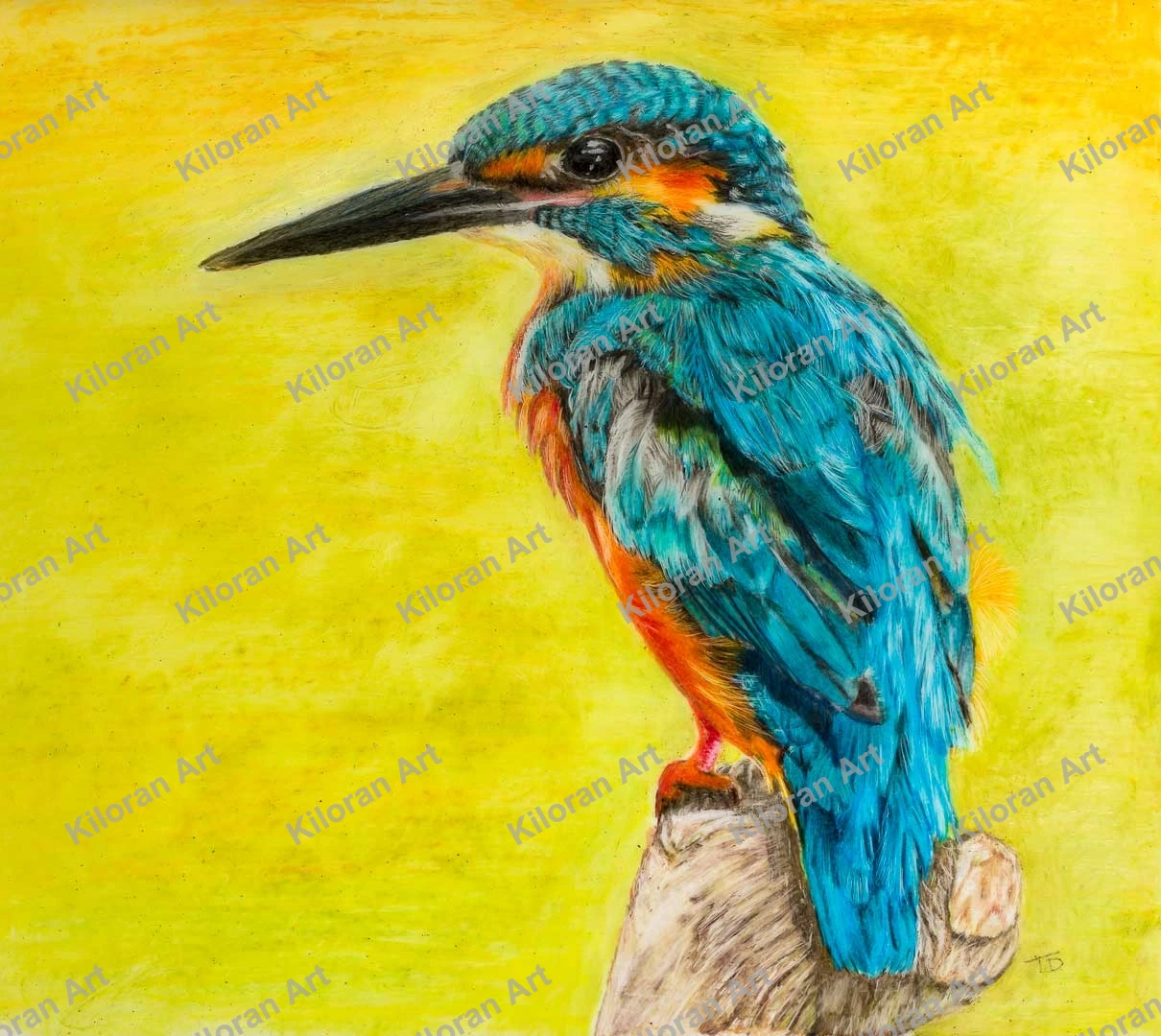 021_drawing_Kingfisher_watermark