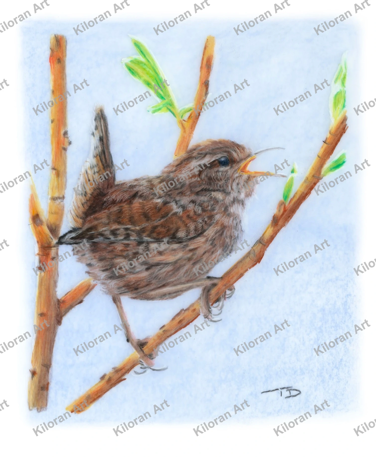 030_drawing_Jenny_Wren_watermark