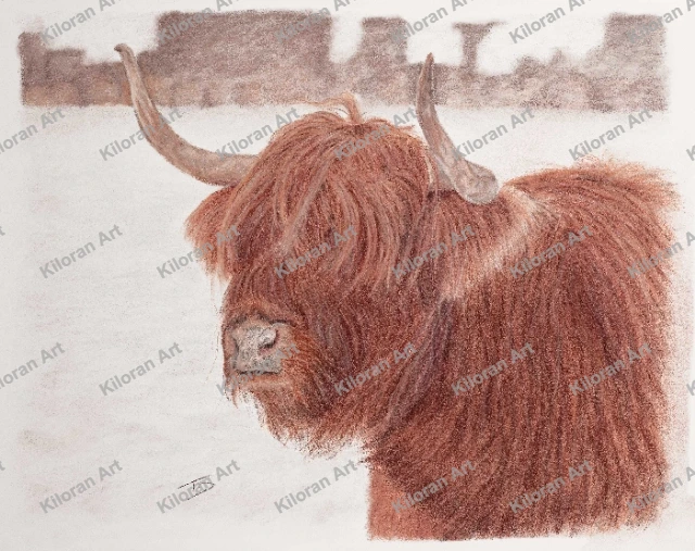 040_drawing_Highland_Cow_watermark